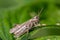 Common field grasshopper sitting on a green leaf in a sunny day macro photo