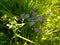 Common Field Speedwell - Veronica persica