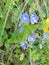 Common Field Speedwell - Veronica persica