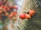 Common fig Ficus carica green and red fruits on ficus subpisocarpa tree in outdoor. Delicious and healthy fresh figs fruit.