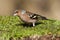 Common finch Fringilla coelebs, eating on the ground. Leon, Spain