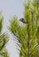 Common Firecrest bird on Pine-tree