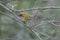 Common firecrest perched on a branch