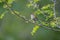 Common firecrest perched on a branch