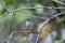 Common firecrest perched on a branch