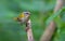Common firecrest perched at some dry perch