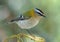Common firecrest perched on a twig. Regulus ignicapilla.