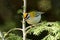 Common firecrest Regulus ignicapilla