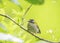 Common firecrest (Regulus ignicapilla), also known as the firecrest, is a very small passerine of the Regulidae family.