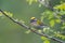 Common firecrest singing on a branch