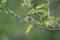 Common firecrest singing on a branch