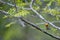 Common firecrest singing on a branch