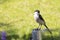 Common Fiscal or Butcher Bird Lanius collaris perched on a pole in a garden, Western Cape, South Africa