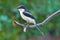 Common fiscal shrike