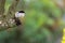 Common Fiscal shrike bird in brown white perching on tree at Ngorongoro Crater, Tanzania, Africa