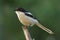 Common fiscal shrike lanius collaris