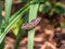 Common Fivering on a blade of grass