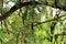 Common flameback birds on the tree in the rain forest