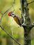 Common Flameback - Dinopium javanense - or Goldenback is a beautiful bird in the woodpecker family Picidae