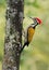 Common Flameback - Dinopium javanense - or Goldenback is a bird in the family Picidae