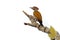 Common Flameback - Dinopium javanense - or Goldenback is a bird in the family Picidae