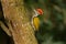 Common Flameback - Dinopium javanense - or Goldenback is a bird in the family Picidae, found in Bangladesh, Brunei, Cambodia, Chin