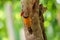 Common Flameback drilled holes in trees