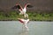 Common flamenco copulation in the Laguna de Fuente de Piedra, MAlaga