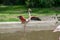 Common flamingo with open wings in a pond