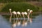 Common flamingo Phoenicopterus roseus in the lagoon of Fuente de Piedra in Malaga