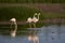 Common flamingo Phoenicopterus roseus in the lagoon of Fuente de Piedra in Malaga. Spain