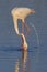 Common flamingo or pink flamingo Phoenicopterus roseus in the