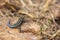 Common Flat Lizard Platysaurus Intermedius on a rock in Kruger National Park, South Africa