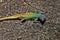 Common flat lizard, Platysaurus intermedius, on rocks in Matopos National Park, Zimbabwe