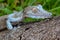 Common flat-tail gecko