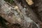 common flat tail gecko, uroplatus fimbriatus