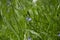 Common Flax growing in a wildflower meadow.