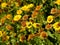 The common fleabane, medicinal herb with flower in summer