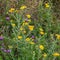 Common Fleabane Pulicaria dysenterica and Thistles flowering n