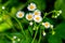 Common Fleabane Wildflower