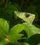 Common Flesh Fly on leaf