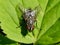 Common flesh fly Sarcophaga carnaria