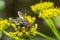 Common flesh fly sitting on a meadow flower. European species Sarcophaga carnaria