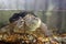 Common Florida Snapping Turtle Swimming in Water in Aquarium Tank