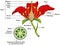 Common flower parts infographic diagram