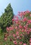 Common flowering oleander and cypress against the sky