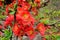 Common Flowering Quince