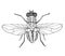 Common fly. Black drawing outline vector image, top view.