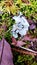 Common foliose greenshield lichen on garden floor