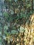 Common foliose greenshield lichen on oak trunk